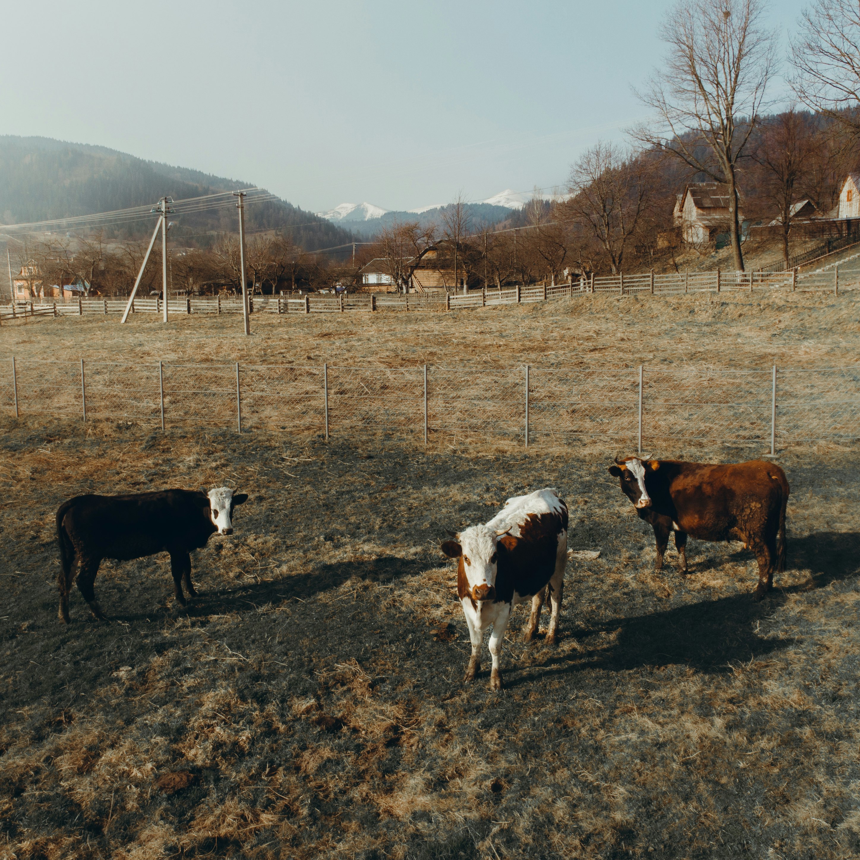 white and brown cow on brown field during daytime